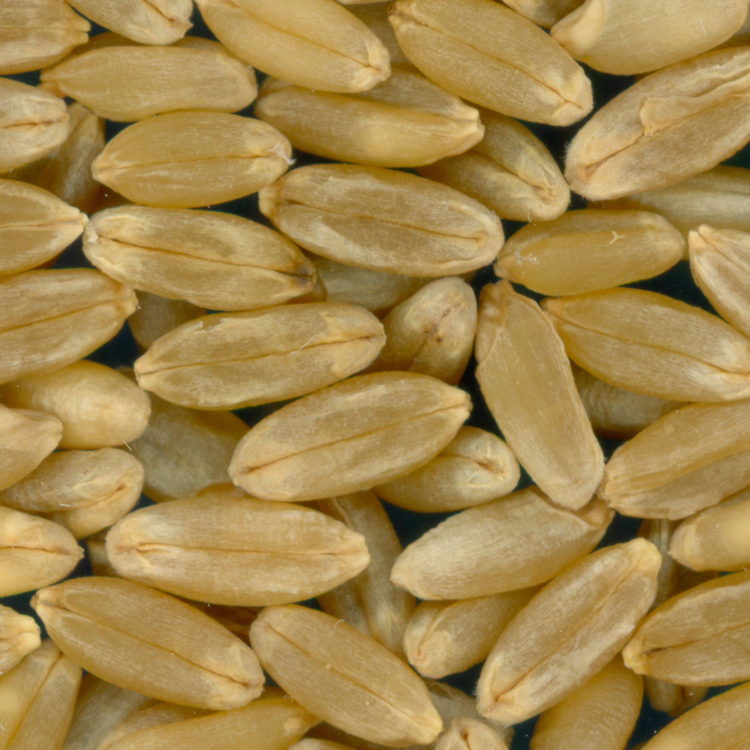 Click for 3 image(s) for this accession. KERNELS